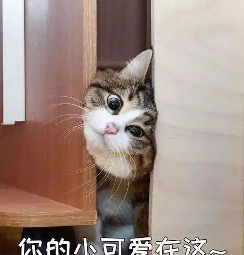 我家猫又不见了找了它一整天,结果它在家窝着呢