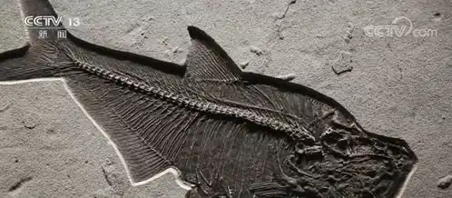 云南澄江2万多件寒武纪时期古生物化石展出
