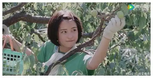 观影ii治愈系的电影小森林和海街日记
