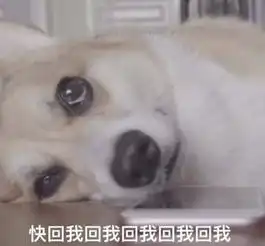 华洛来我这精选文章咏狗