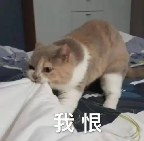 可爱表情包拿图片宝贝,我爱你,每天都想对你说