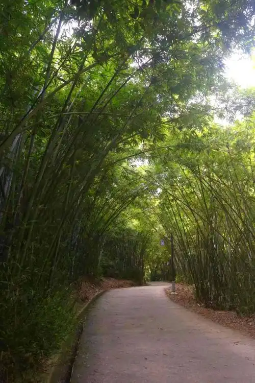 在佛山,遇见春日小森林
