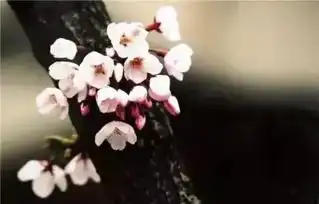 上海樱花节要来了,1200余亩樱花盛开,攻略快收好
