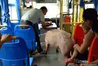 每日趣图在马路上真憋不住了妹纸的心声