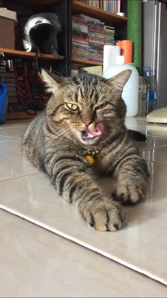 从没见过一只猫咪能气出这样的表情
