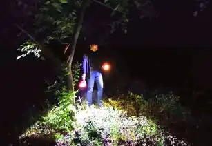 探索原始次森林里的小精灵,专业灯诱照亮昆虫传奇
