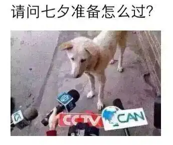 七夕朋友圈创意文案,情侣文案单身狗文案
