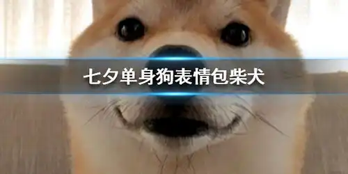 七夕单身狗表情包柴犬七夕单身狗表情包图片