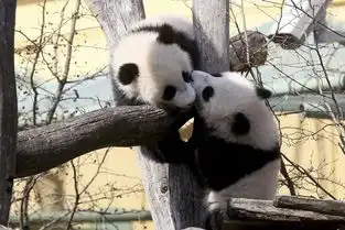 一周天下朴槿惠下台特朗普就职后白宫迎首批游客
