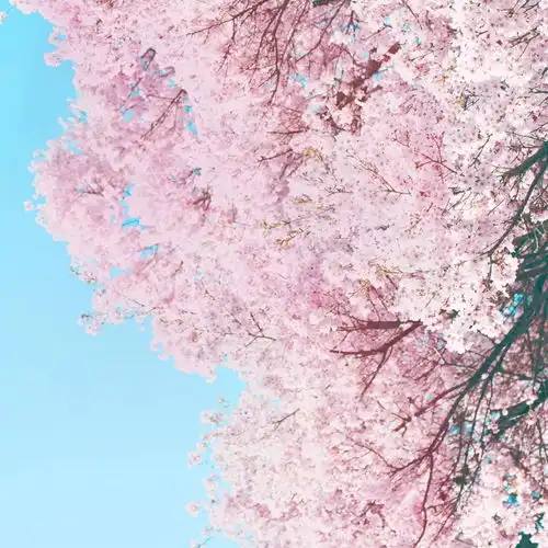 萌到尖叫无锡樱花限定指南来袭将春日旖旎一口口吃下肚
