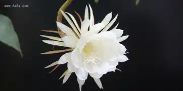 昙花的种植方法种植昙花的注意事项
