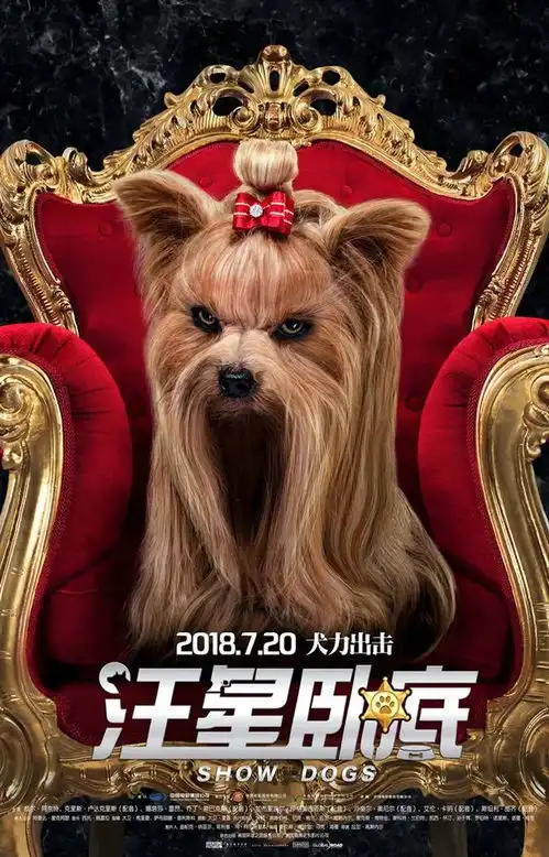汪星卧底欢乐暑假,犬力出击
