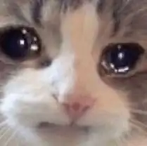 胖猫图片点外卖表情包
