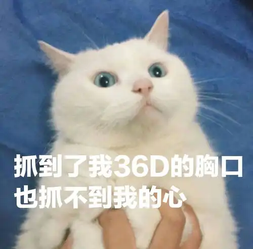二胖表情包猫咪