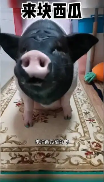 搞笑配音猪吃西瓜
