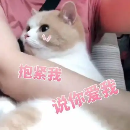 猫咪表情包撩老公系列爱你呦我好想你