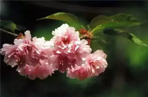 2019上海樱花节3月15日开幕送上最全赏樱攻略
