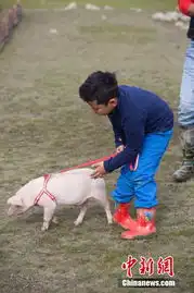 林志颖kimi牵小猪赛跑王诗龄狂奔10