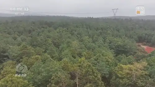 焦点访谈丨严防小火酿大祸清明前后怎么严防森林火灾
