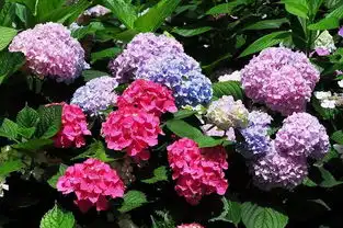 错过春日昙花,都市里还有小森林郊游去哪上海篇