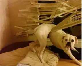 名模与猪游泳萌翻天盘点令人哭笑不得的萌物

