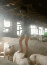搞笑gif趣图妹子,这样转呼啦圈,考虑过猪的感受吗