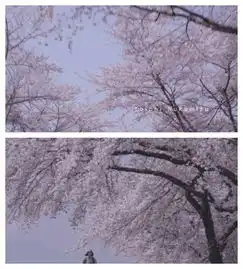 有生之年必去的日本十大赏樱名所,今年的樱花季可不能再错过了
