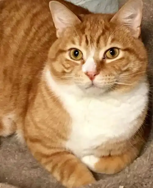 可爱橘猫遭原主人弃养,理由令人咋舌,因为它太喜欢撤娇
