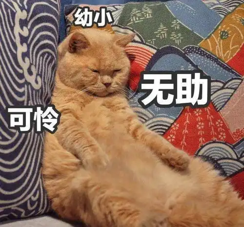 胖橘简直就是只哈士奇,蠢样一模一样
