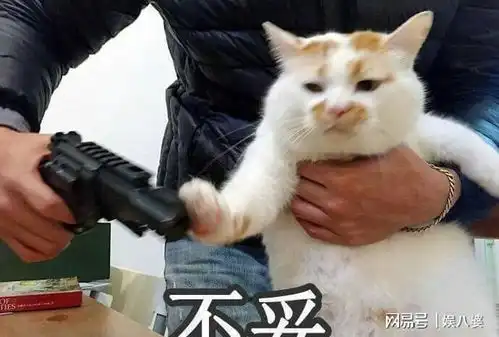 劝告猫界4不养,送给你也不要养
