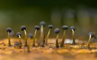 我们身边的外星生物粘菌形态如外星森林
