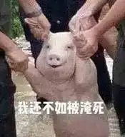 最近一张猪的照片刷爆了微博,满满的都是套路
