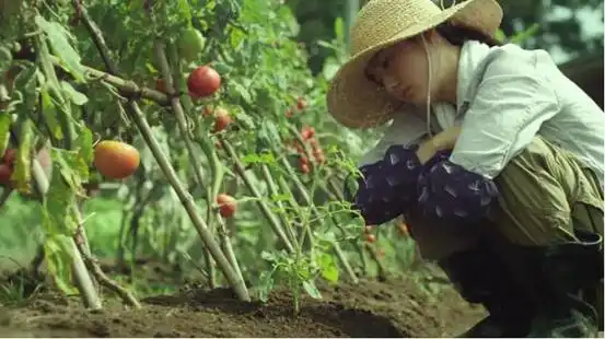 小森林剧照市子