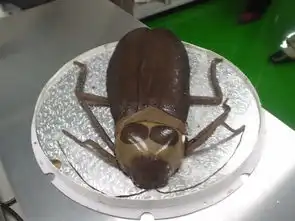 恶心蛋糕2
