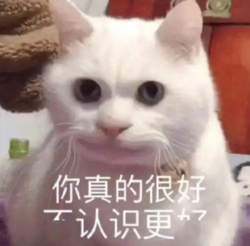表情包猫咪表情包我藏好了,来找我吧
