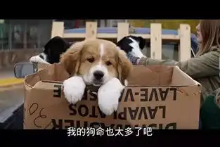 一条狗的使命到底有多好看
