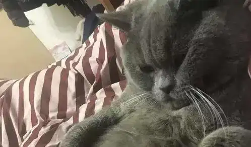 蓝猫一夜至少与五只母猫交配,啪到虚脱,最后被紧急送往医院输液
