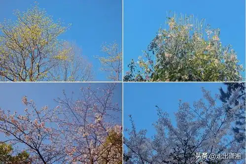 长沙南郊宝藏小森林,花开鸟鸣,人少清静,亲子郊游佳处