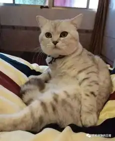 猫咪便便后,抬腿闻了一下自己的屁屁,瞬间一副怀疑人生的面孔
