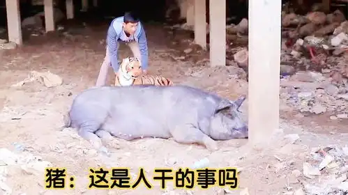 当把假老虎放在猪面前,猪会是什么反应呢,镜头拍下搞笑一幕
