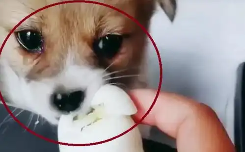 小流浪狗被收留,第一次吃煮鸡蛋,狗狗的表情,让人心疼