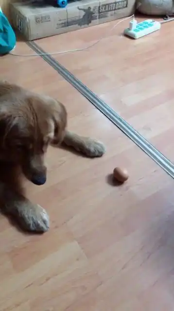 狗子好调皮,一听说把鸡蛋给爸爸,就扔垃圾桶