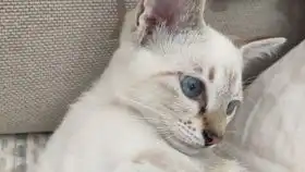 小橘猫爬到我身上,睡着了
