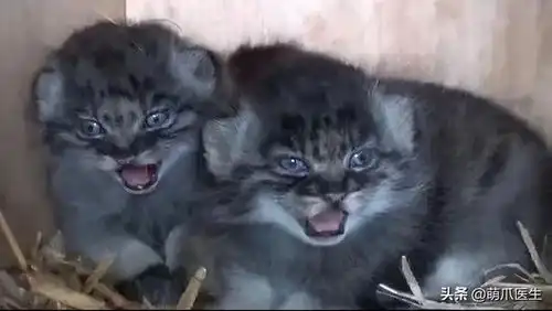 猫中炸毛精,行走表情包,这种猫是