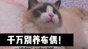 中西结合新到家的布偶猫.原住民的种种行为猫也能这么沙雕完美踩点布偶银渐层喵
