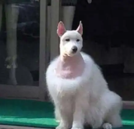 笑段子搞笑图片闹钟把猪给砸死了,时间果然是把杀猪刀啊