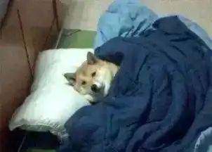 七夕单身狗生存指南