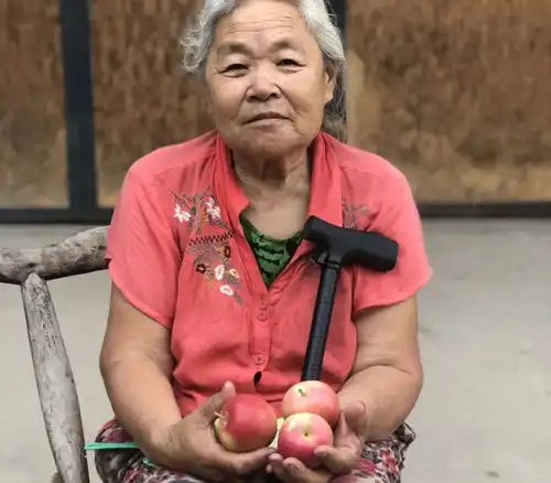 愁山西运城优质嘎啦苹果苦无销路,今年新果上市,独居老人盼卖果换药钱
