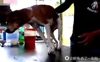 狗妈妈被打的头破血流,扔在草丛,被救时表情暖心