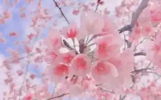 看发布现场2019上海樱花节3月15日开幕,送上最全赏樱攻略
